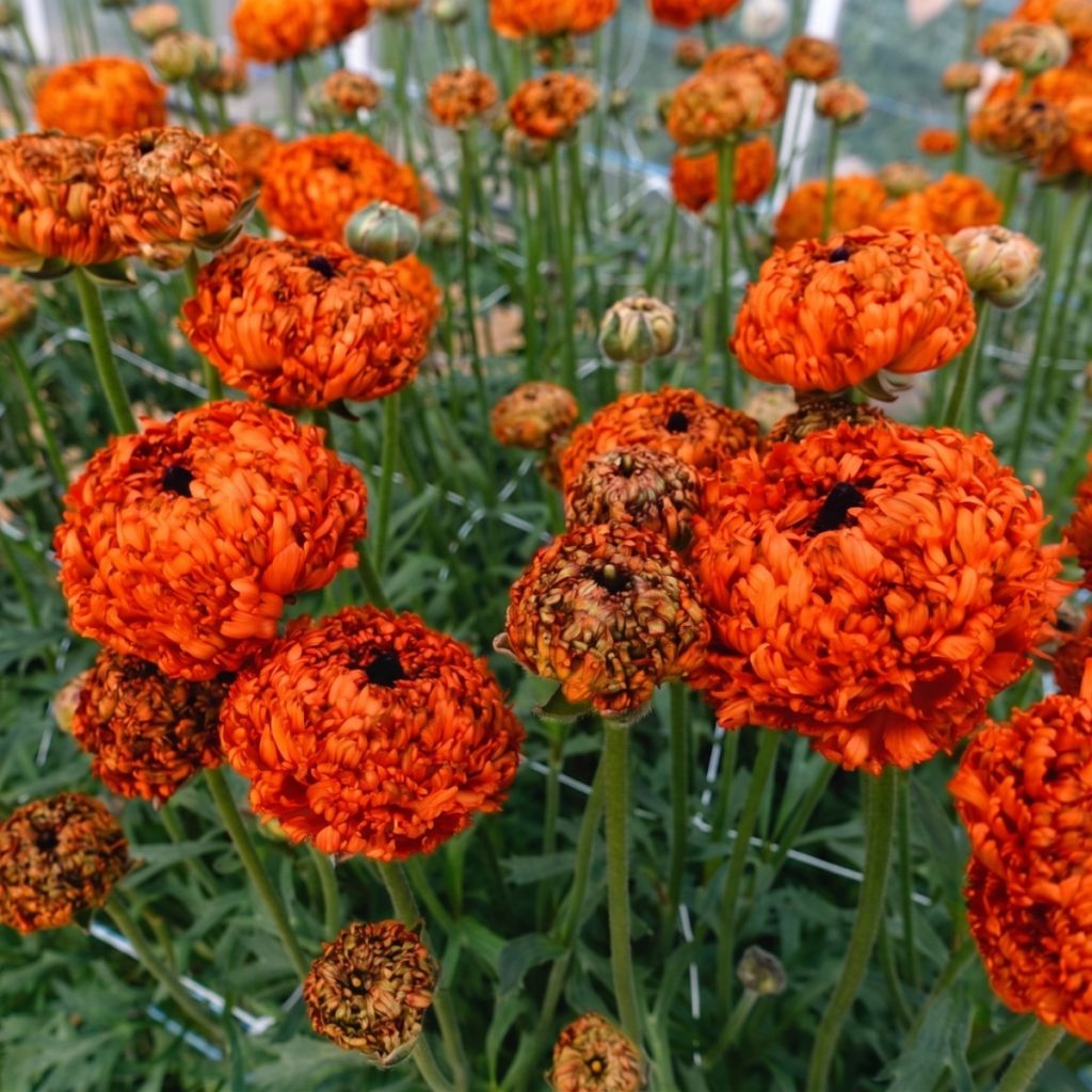 Ranunculus asiaticus Poodle Mudassar® - Persian buttercup