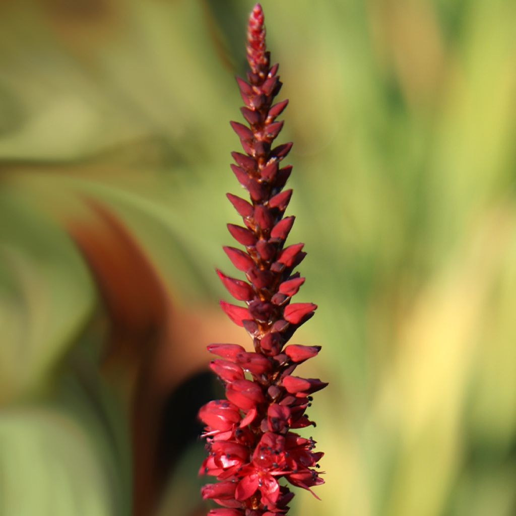 Persicaria amplexicaulis Black Dreams - Mountain Fleece