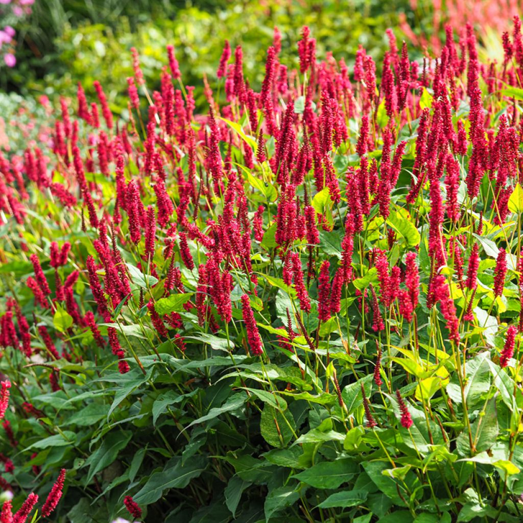 Persicaria amplexicaulis Vesuvius - Mountain Fleece