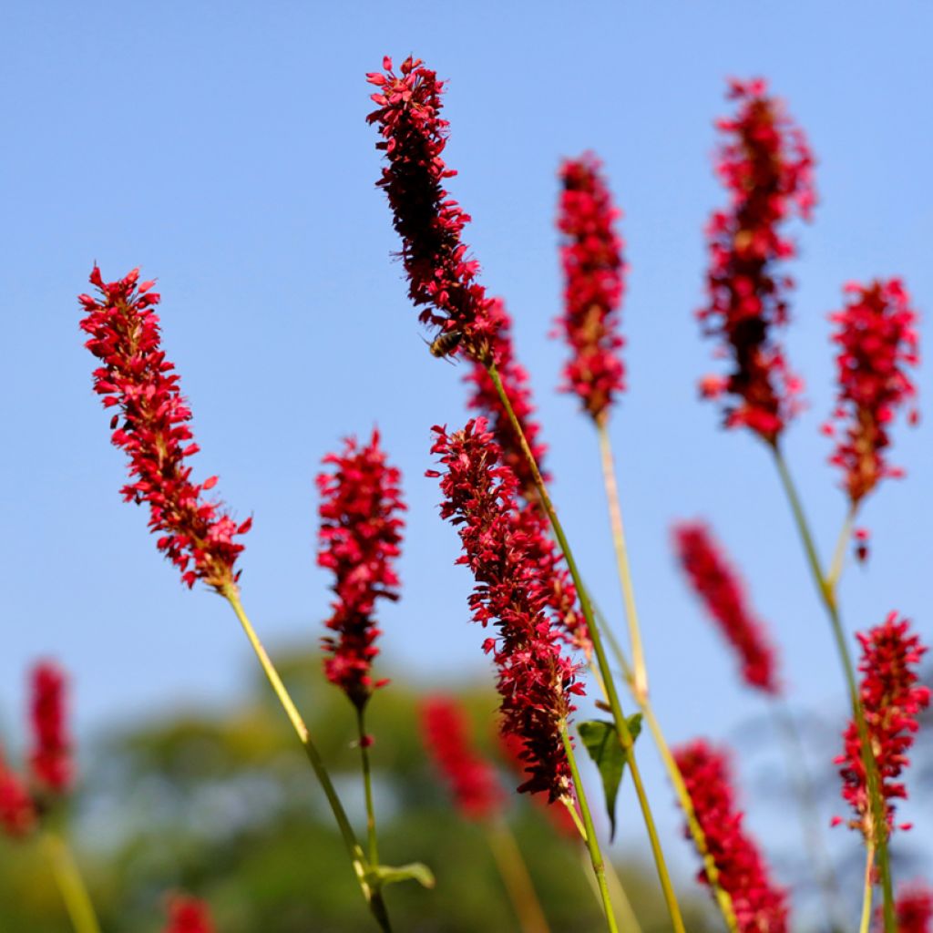 Persicaria amplexicaulis Vesuvius - Mountain Fleece