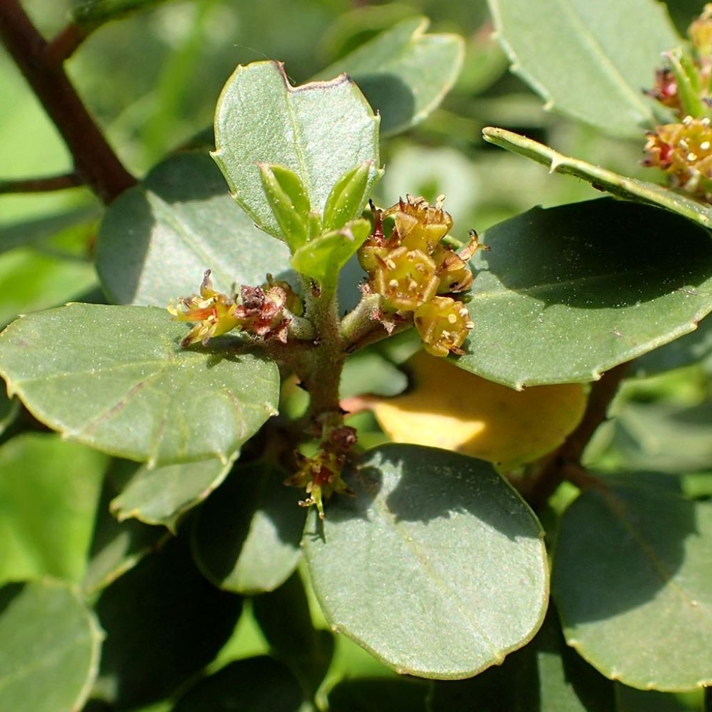 Rhamnus alaternus 