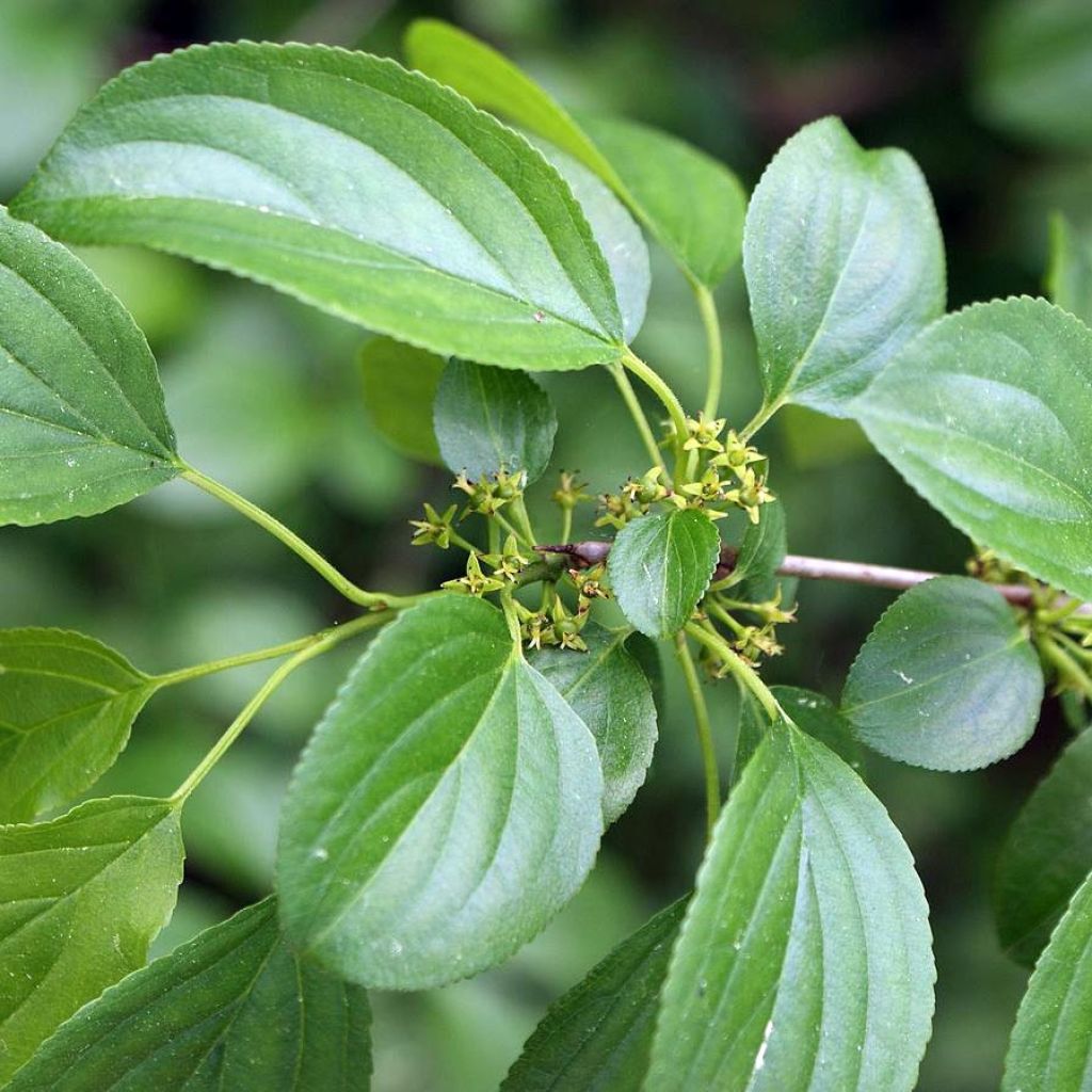 Rhamnus cathartica - European Buckthorn