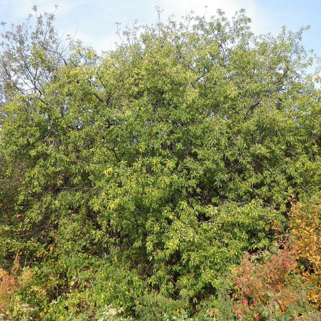 Rhamnus cathartica - European Buckthorn
