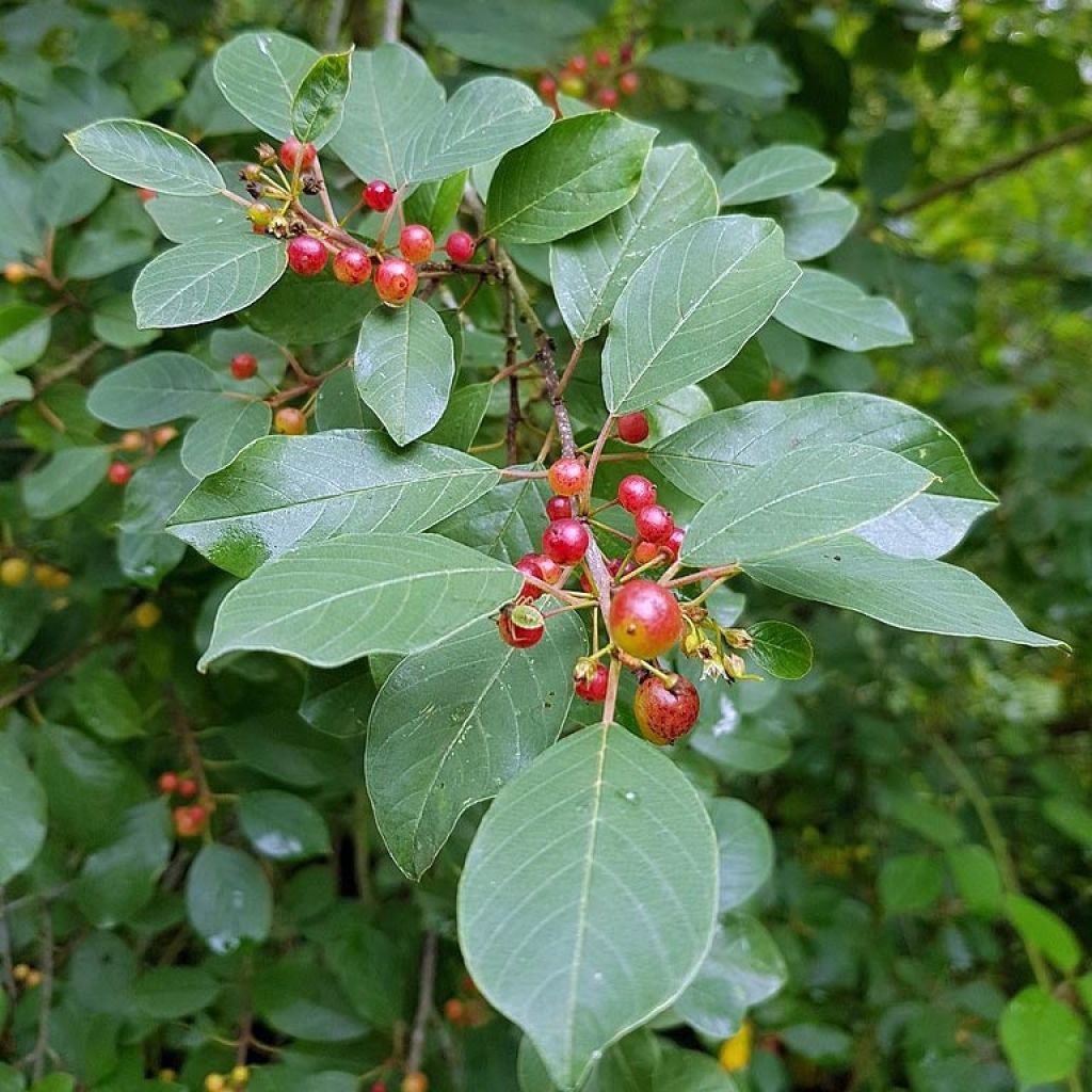 Rhamnus (Frangula) frangula (alnus)