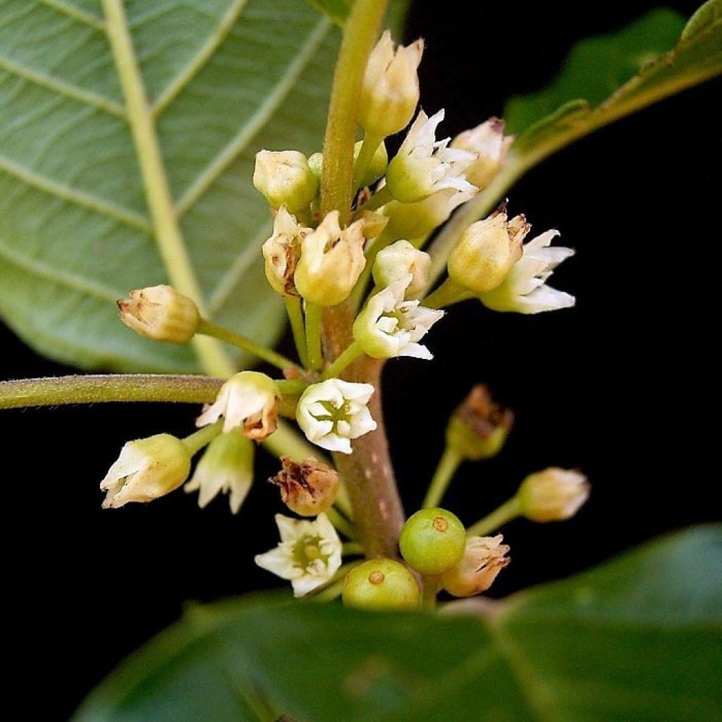 Rhamnus (Frangula) frangula (alnus)