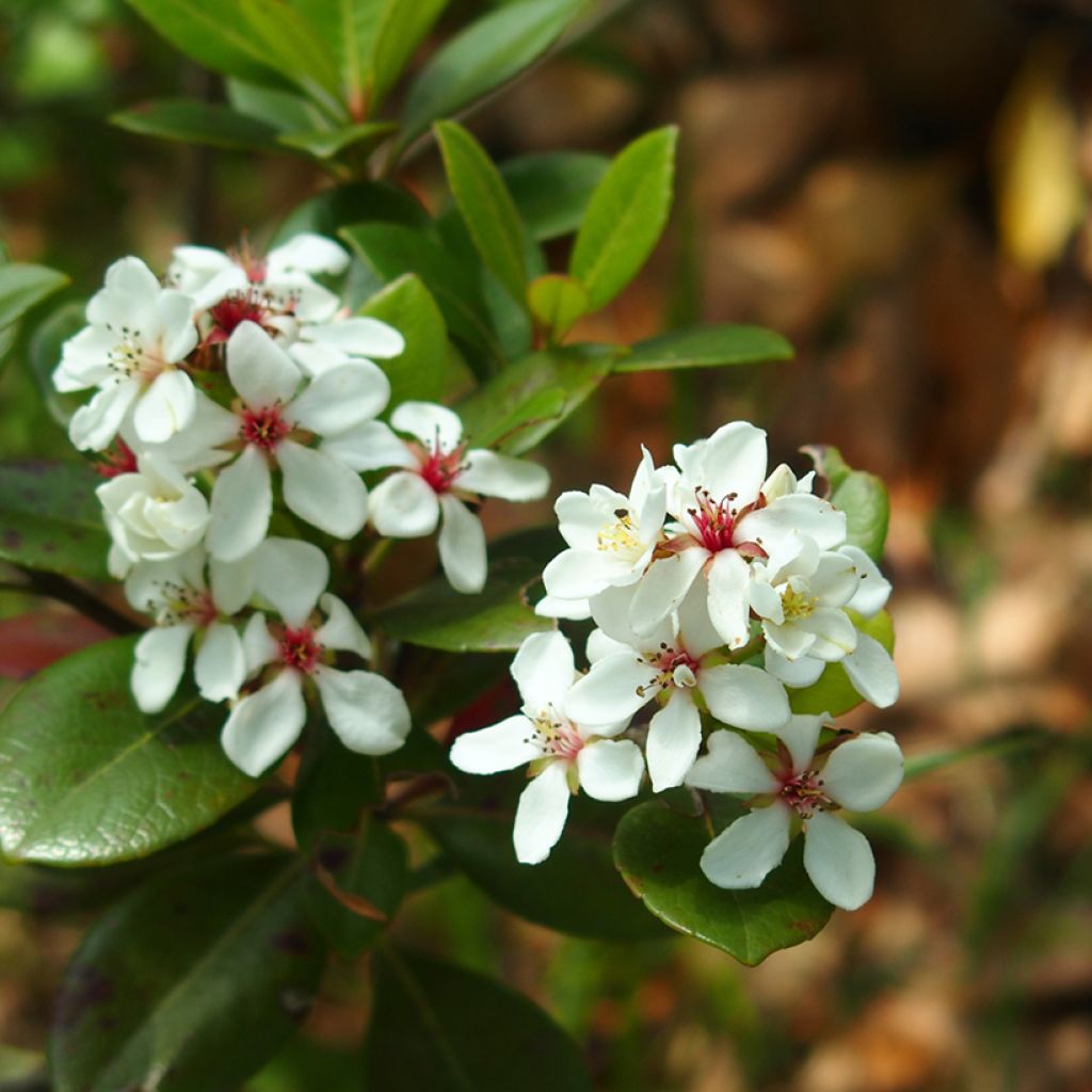 Rhaphiolepis umbellata (japonica)