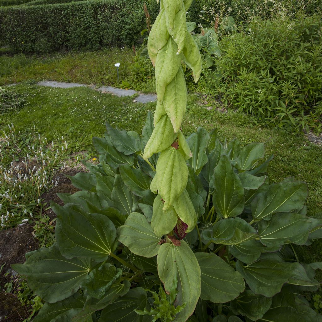 Rheum alexandrae - Alexander's Rhubarb