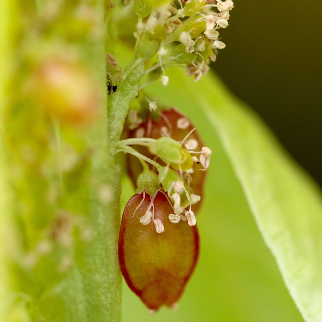 Rheum alexandrae - Alexander's Rhubarb