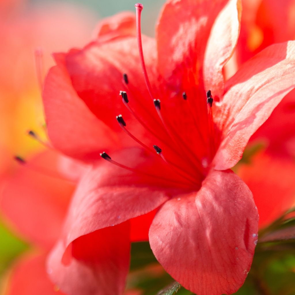 Azalea japonica Ardeur