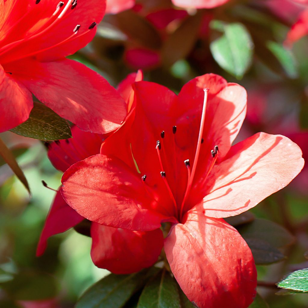 Azalea japonica Ardeur
