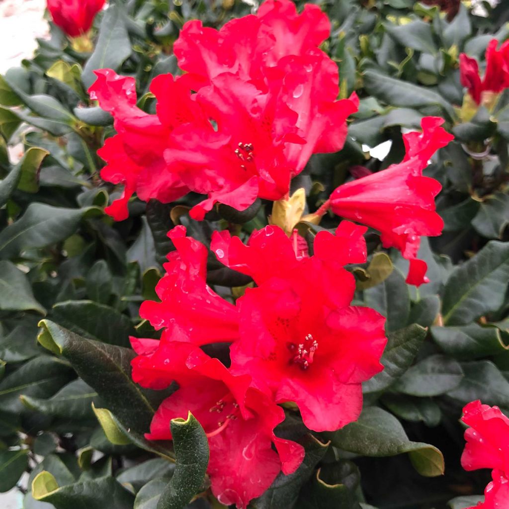 Rhododendron Baden-Baden