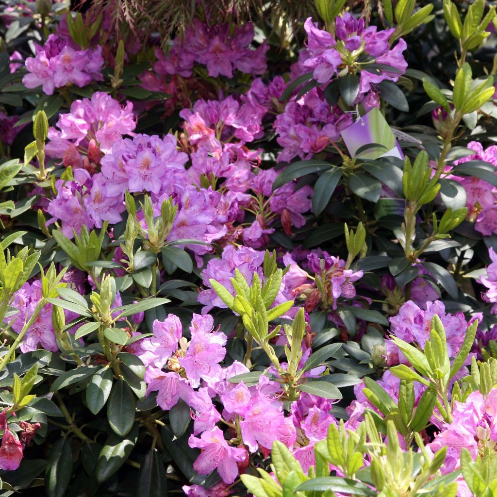 Rhododendron catawbiense Grandiflorum - Large-flowered rhododendron