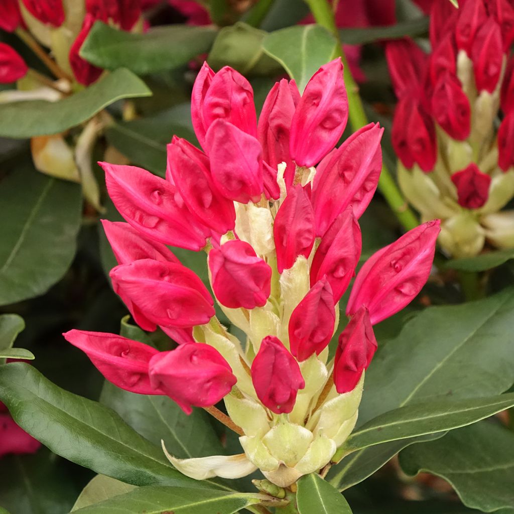 Rhododendron INKARHO Nova Zembla