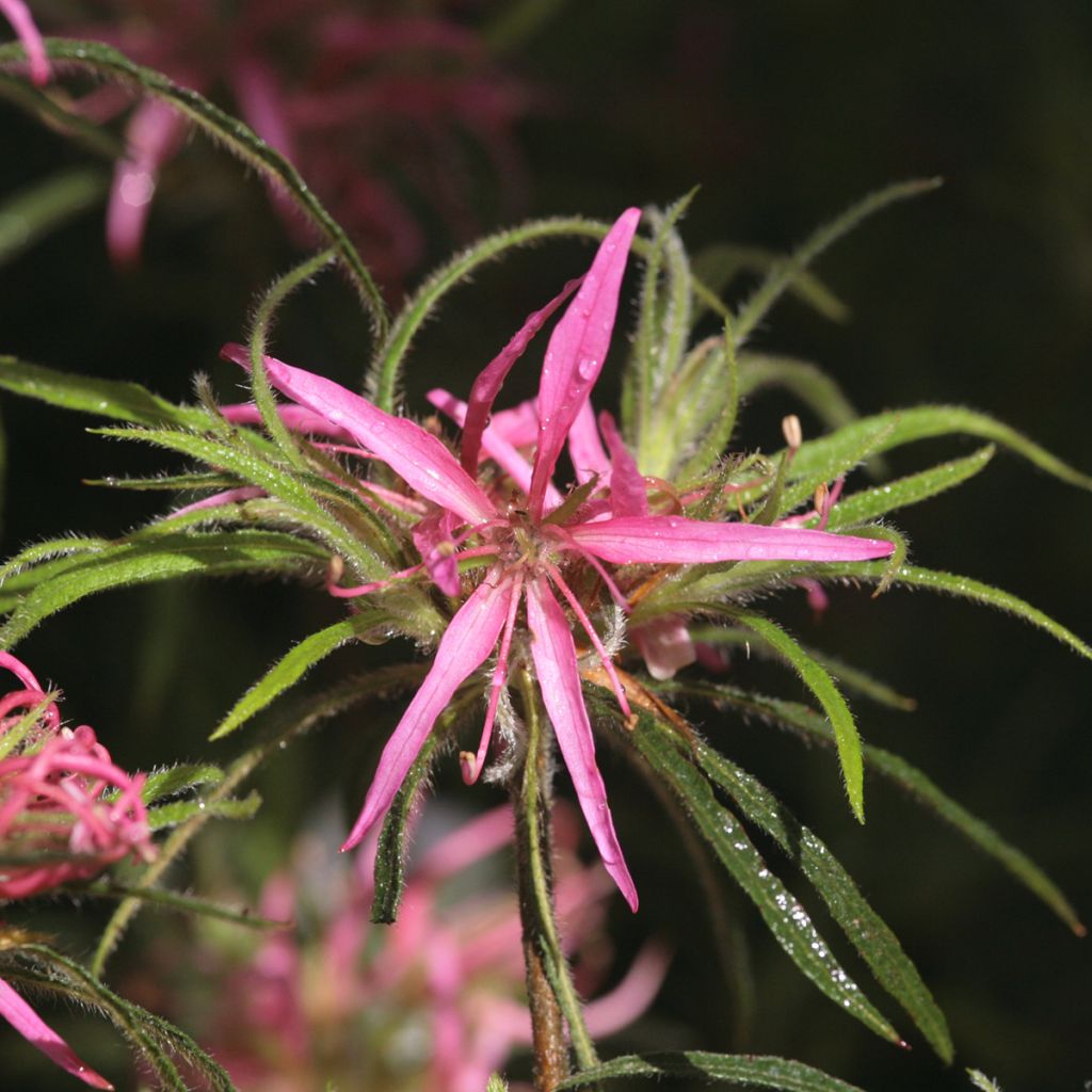 Rhododendron Linearifolium - Dwarf Rhododendron