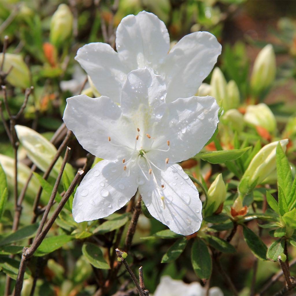 Azalea japonica Luzi