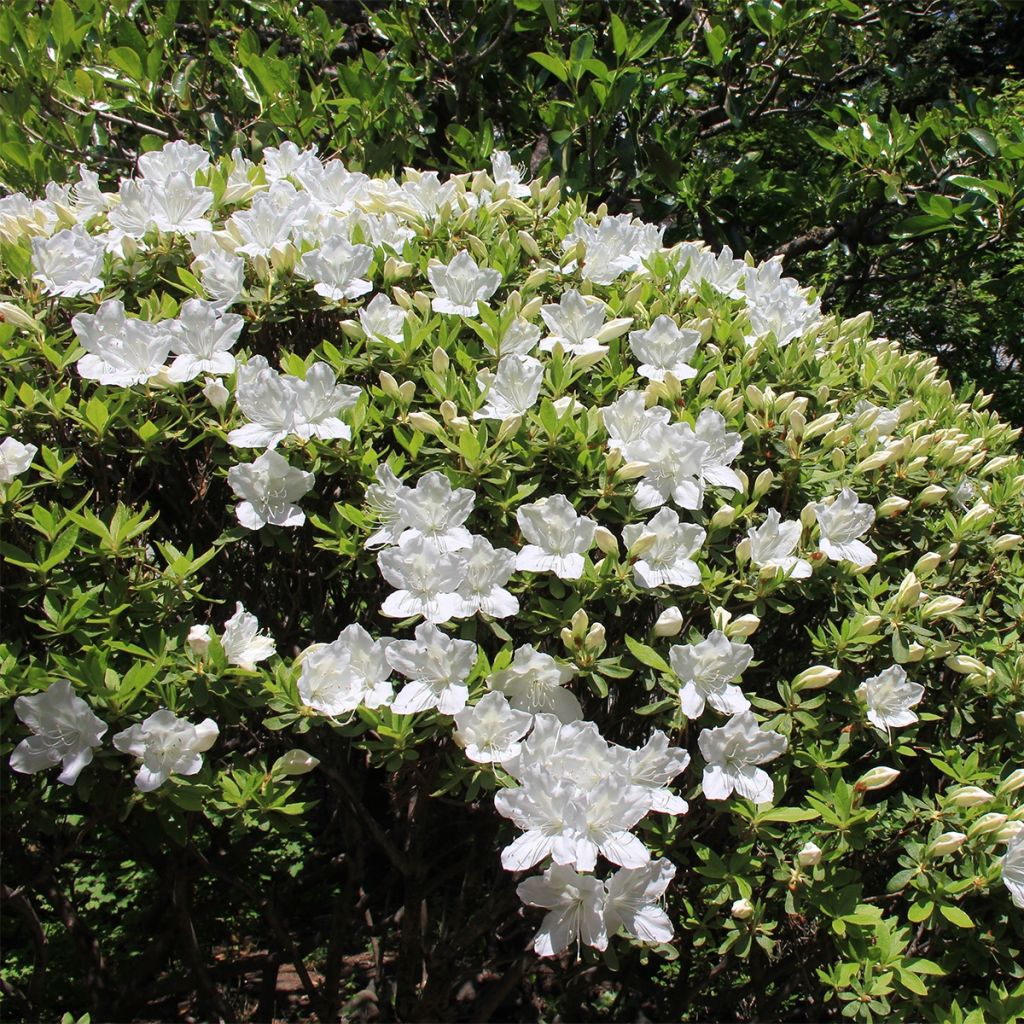 Azalea japonica Luzi