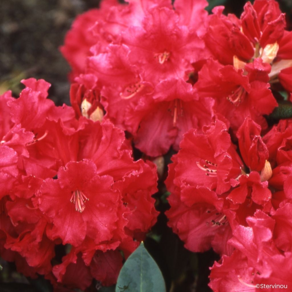 Rhododendron Markeeta's Prize