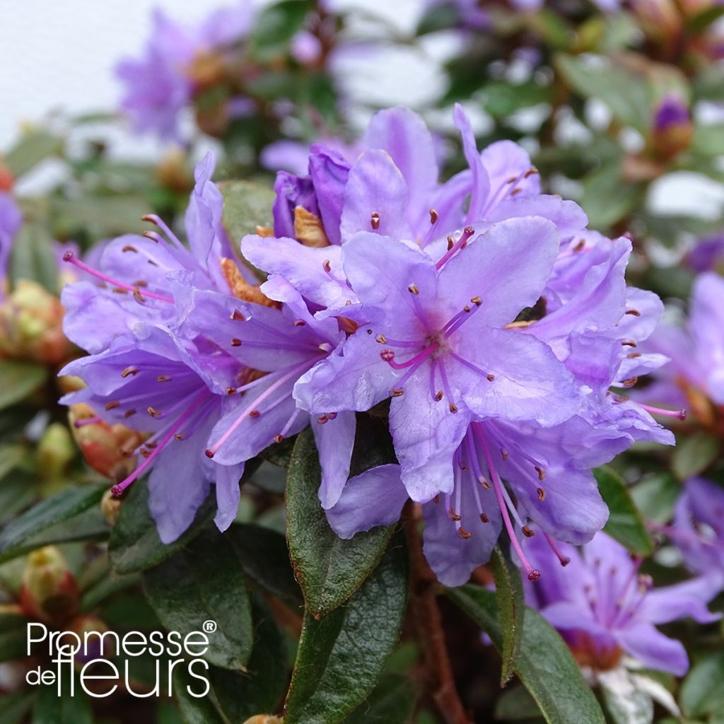 Rhododendron impeditum Moerheim