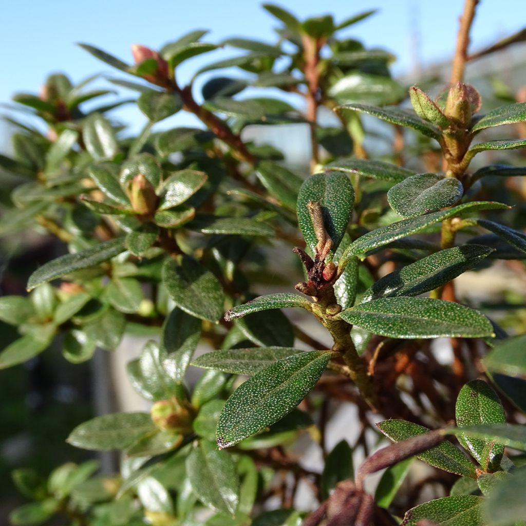 Rhododendron impeditum Moerheim