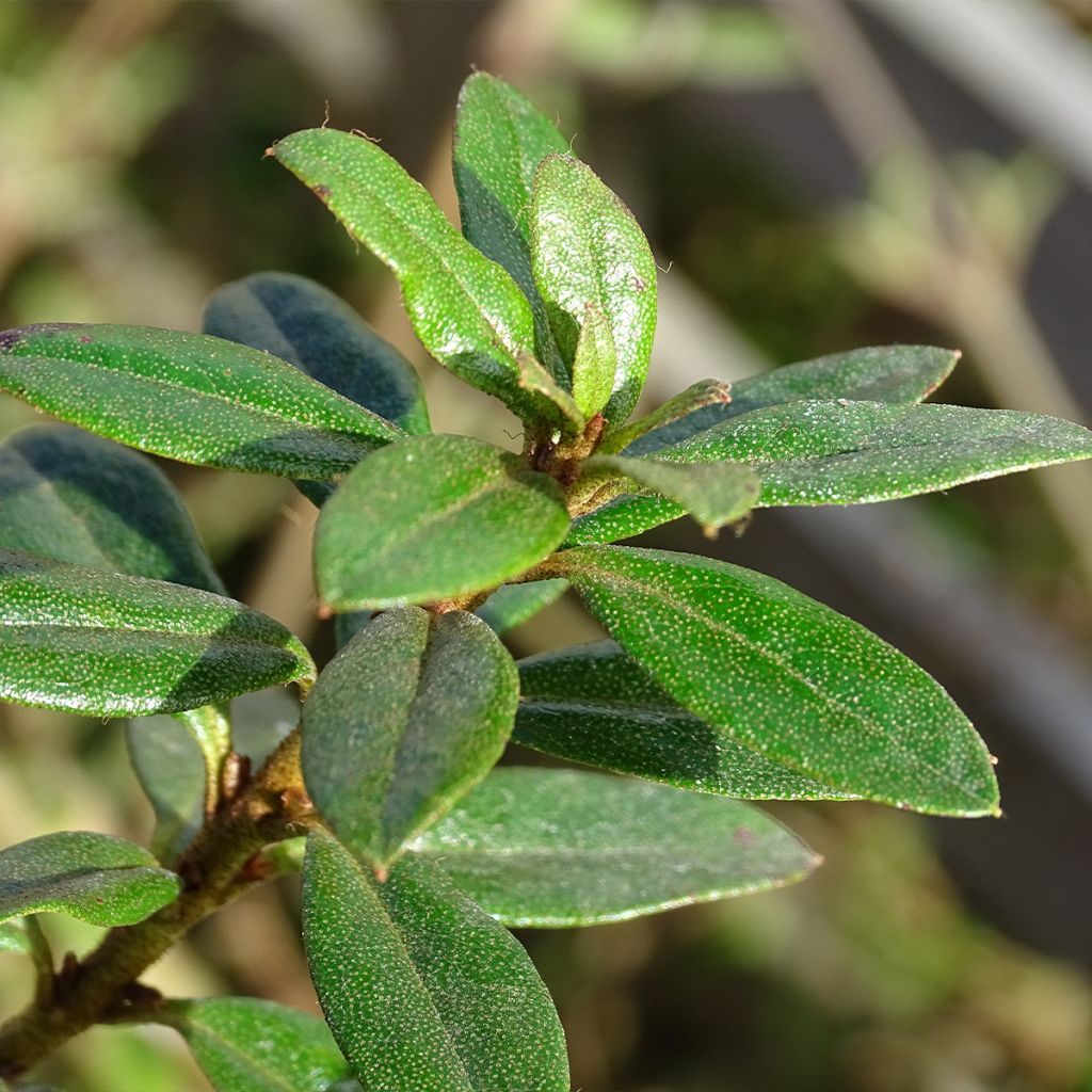 Rhododendron impeditum Moerheim