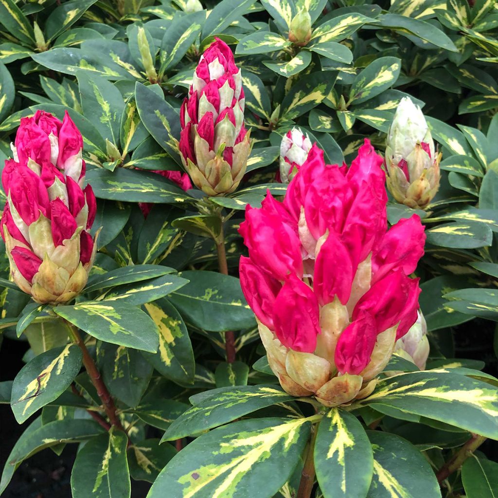 Rhododendron President Roosevelt