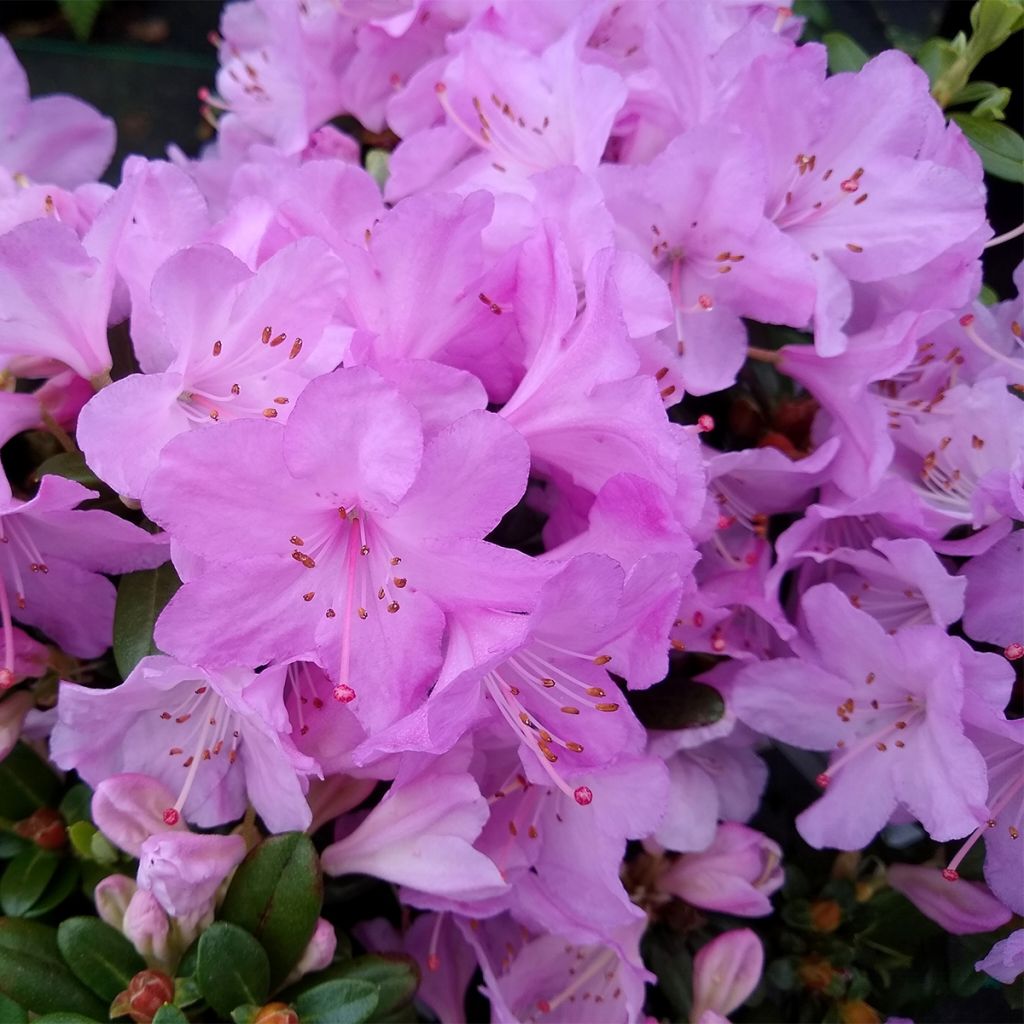 Rhododendron Snipe