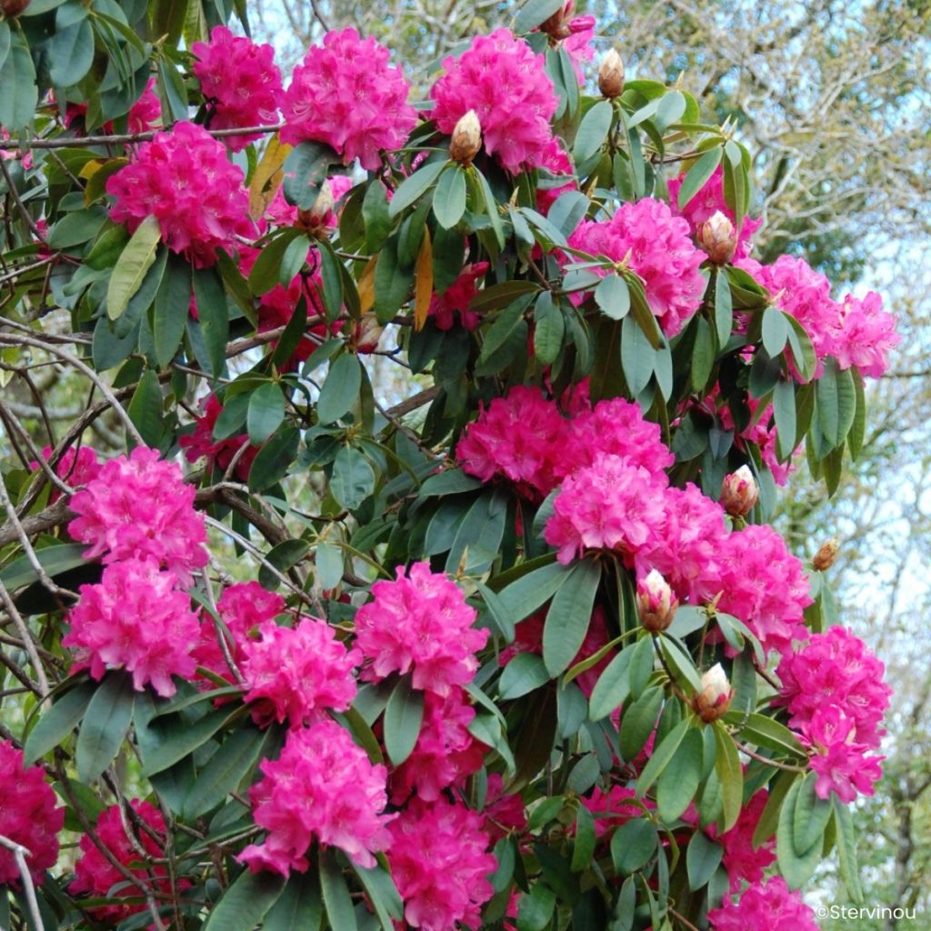 Rhododendron 'Souvenir de J. Broughton' 
