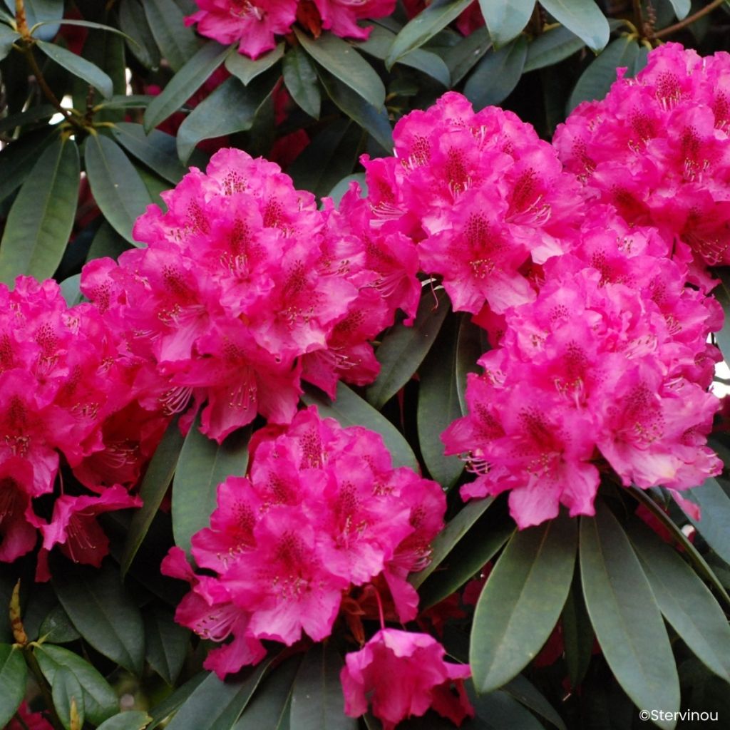 Rhododendron 'Souvenir de J. Broughton' 
