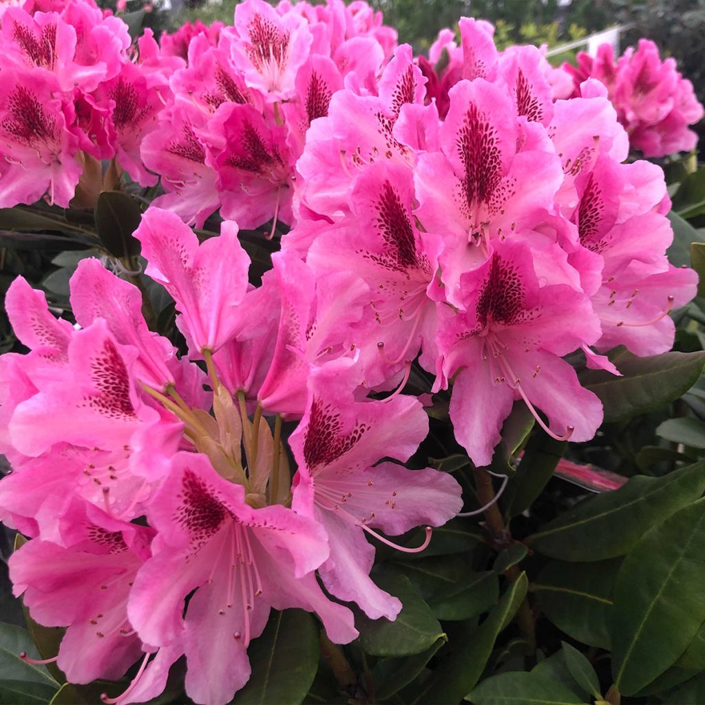 Rhododendron Cosmopolitan