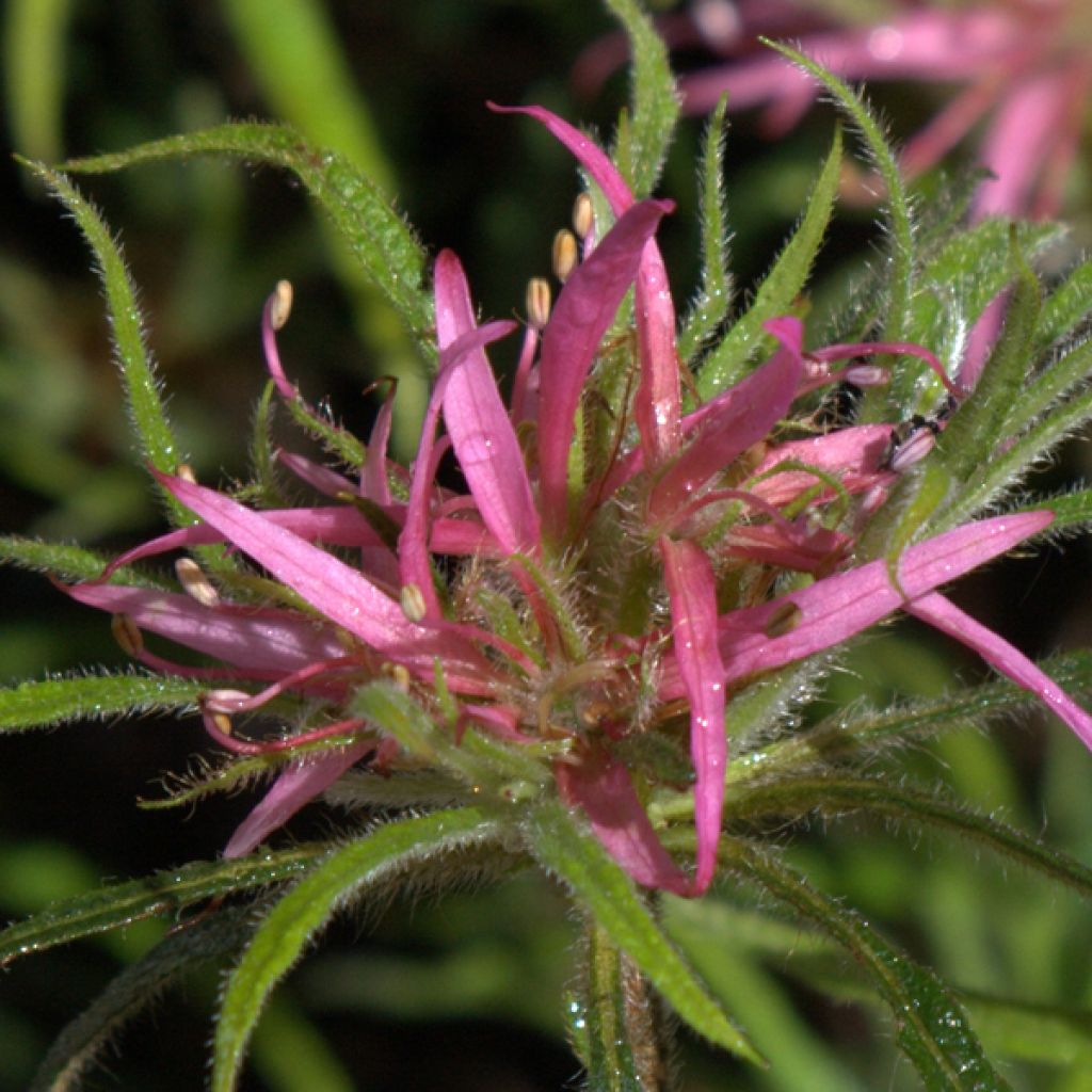 Rhododendron Linearifolium - Dwarf Rhododendron