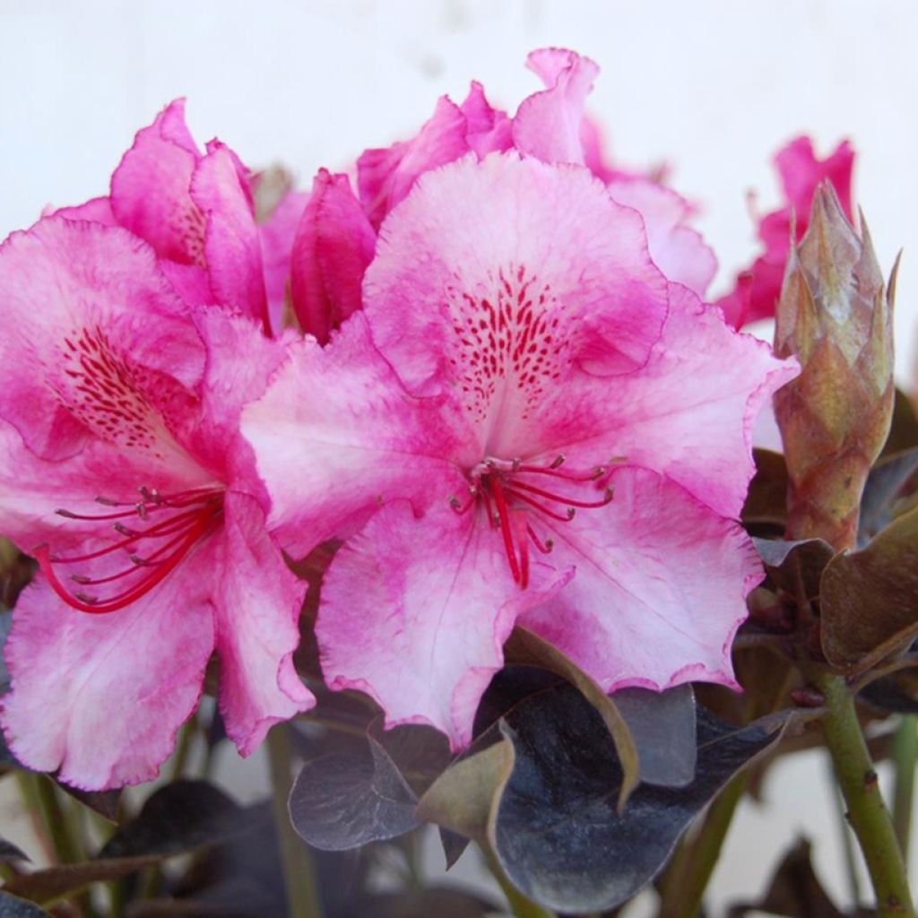 Rhododendron Choco and Pink