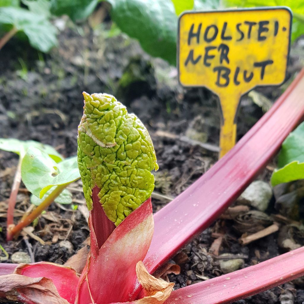 Rheum Holsteiner Blut - Rhubarb