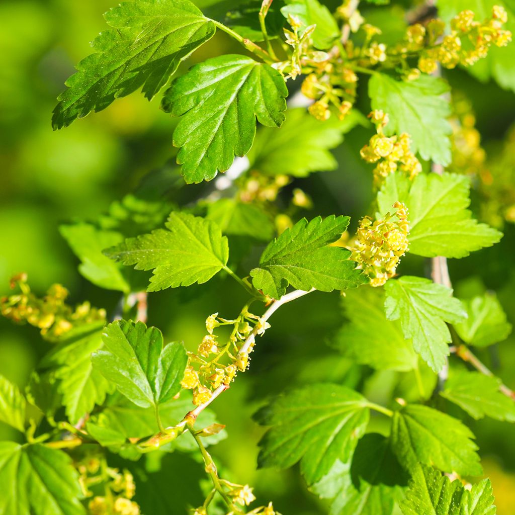 Ribes alpinum - Alpine Currant