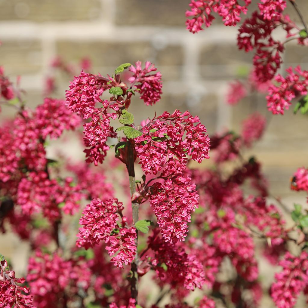 Ribes sanguineum Amore