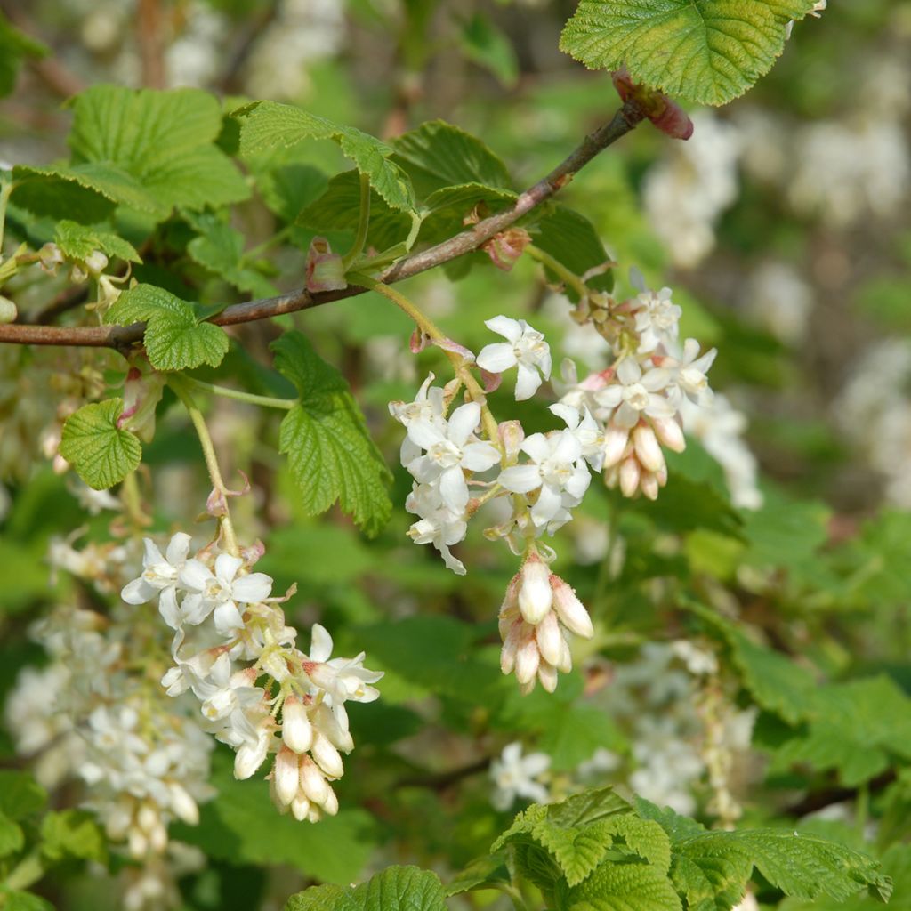 Ribes sanguineum White Icicle - Flowering Currant