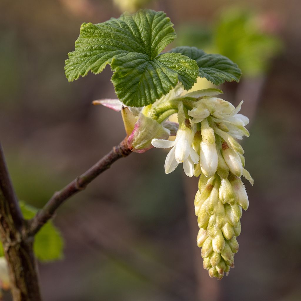 Ribes sanguineum White Icicle - Flowering Currant