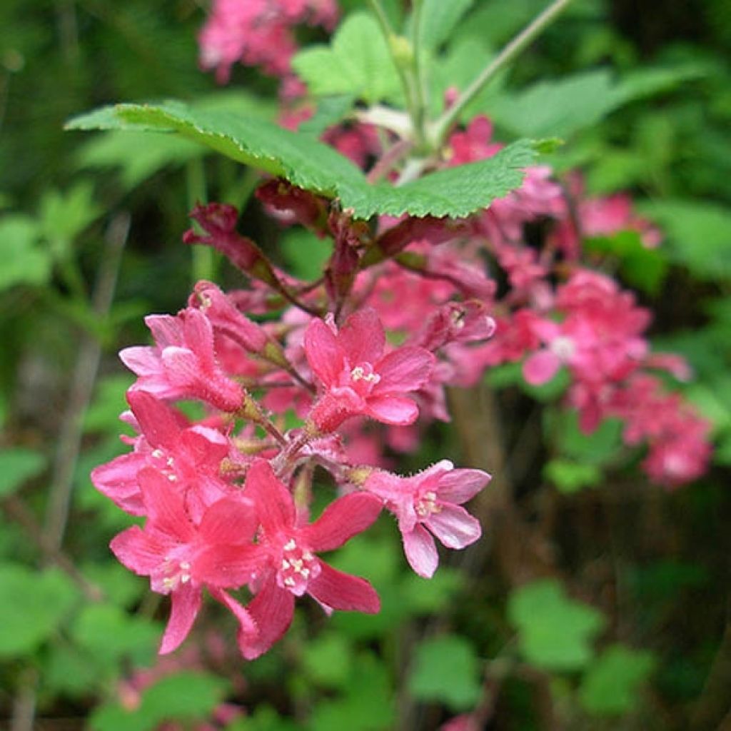 Ribes sanguineum - Flowering Currant
