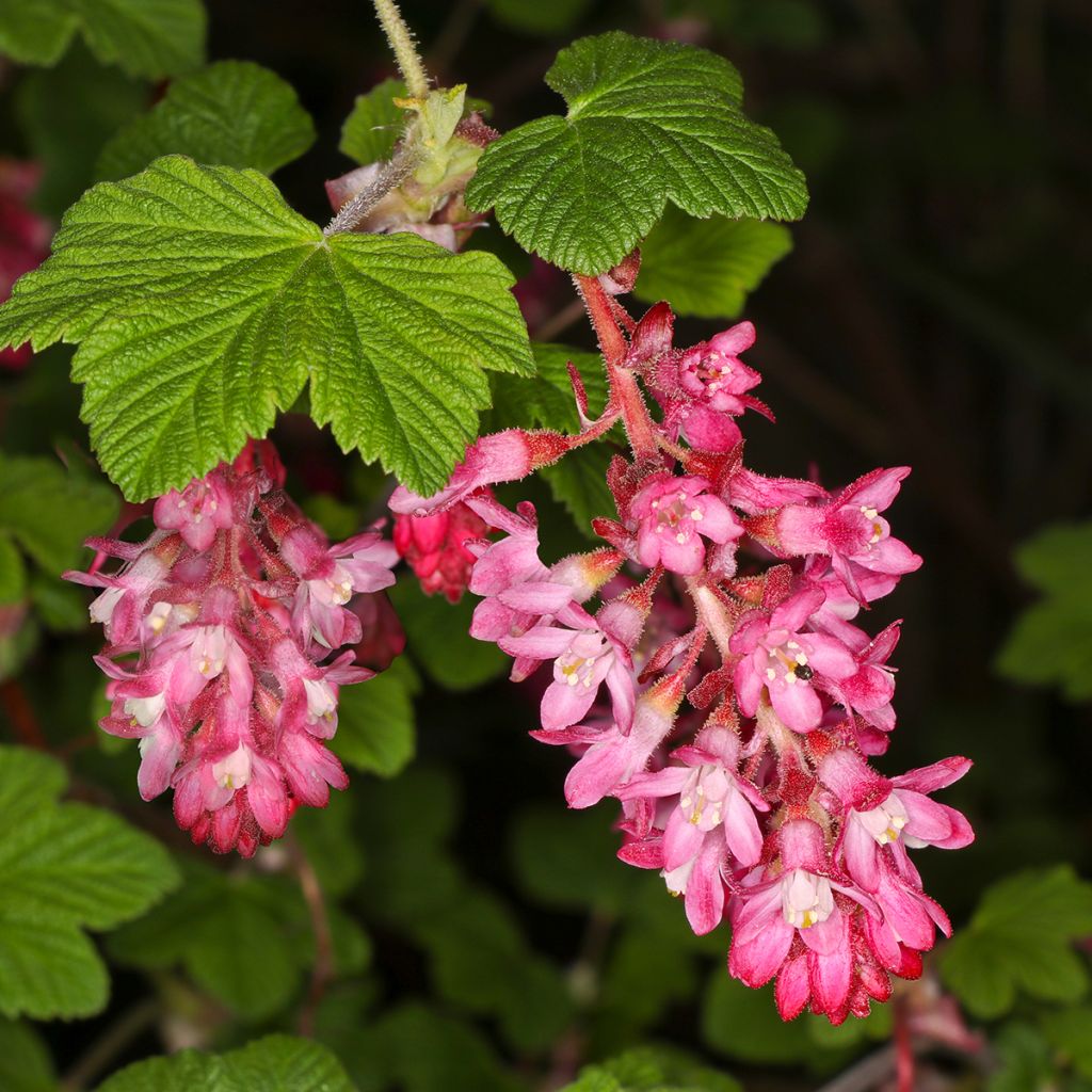 Ribes sanguineum Pulborough Scarlet - Flowering Currant