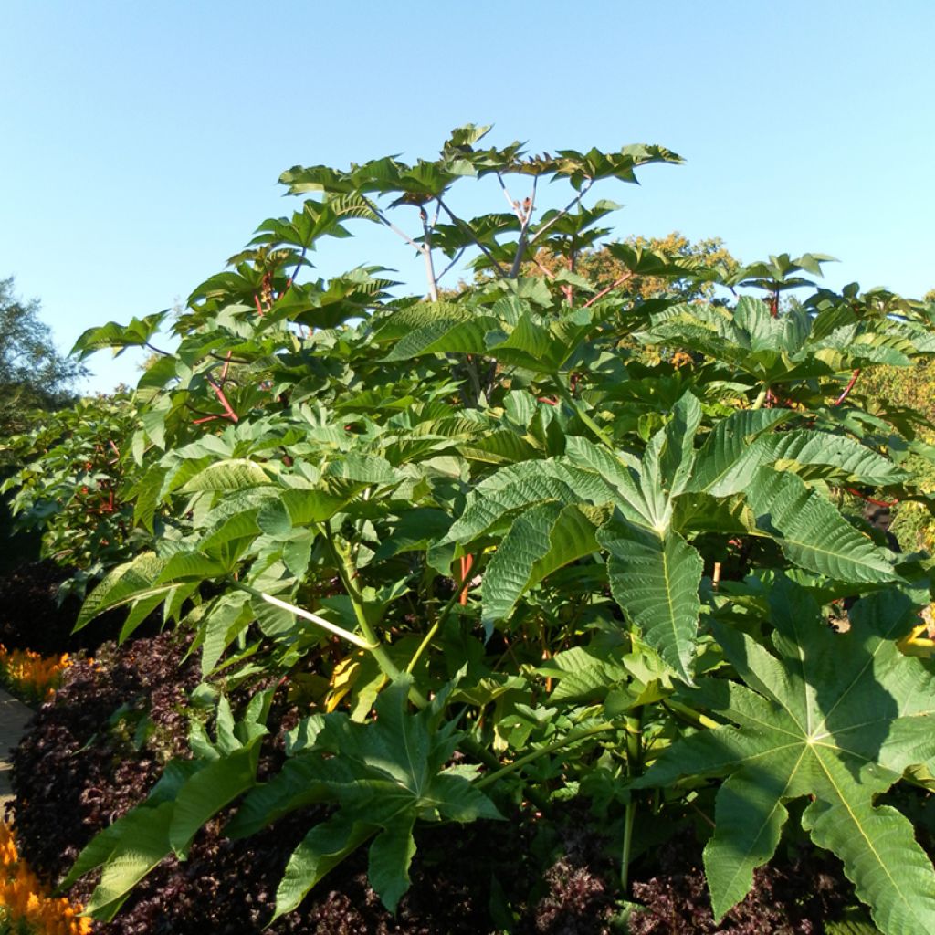 Ricinus communis Zanzibarensis seeds - Castor Bean