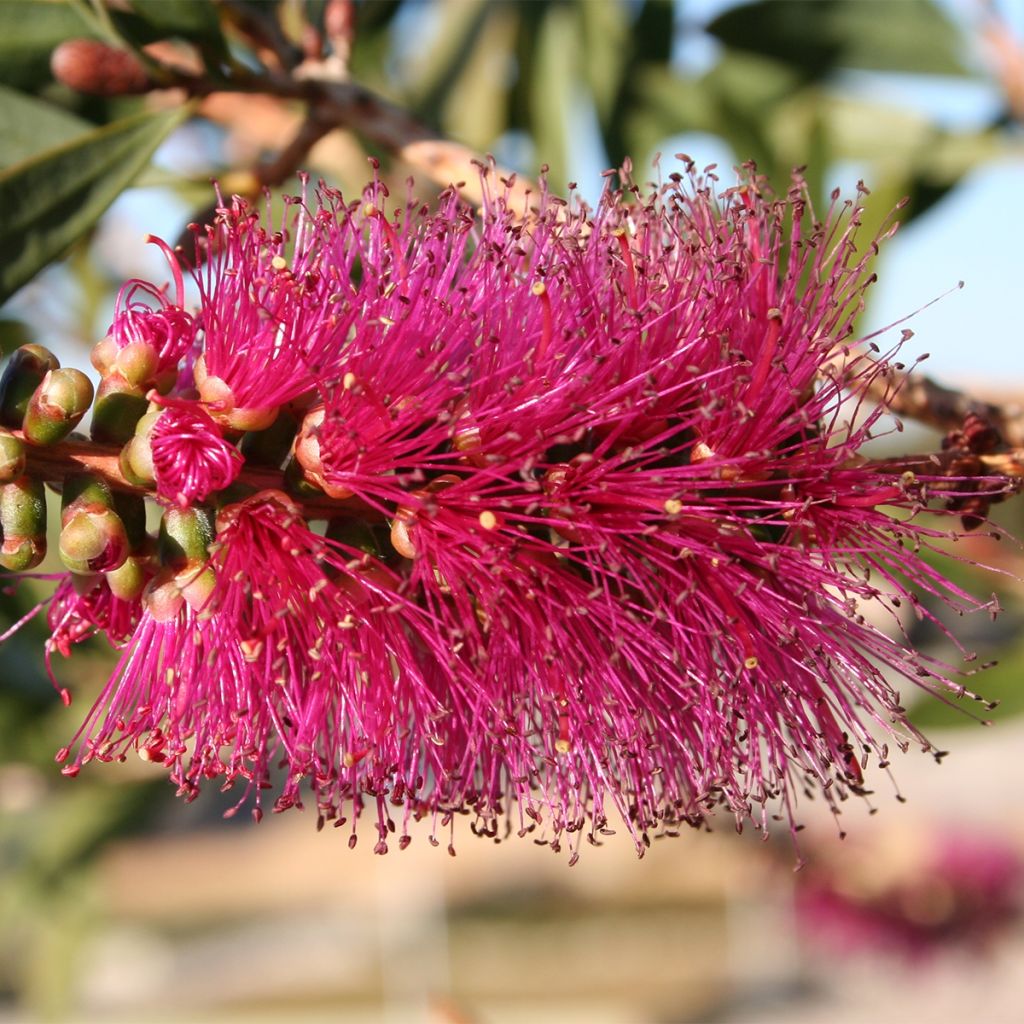 Callistemon violaceus - Bottlebrush