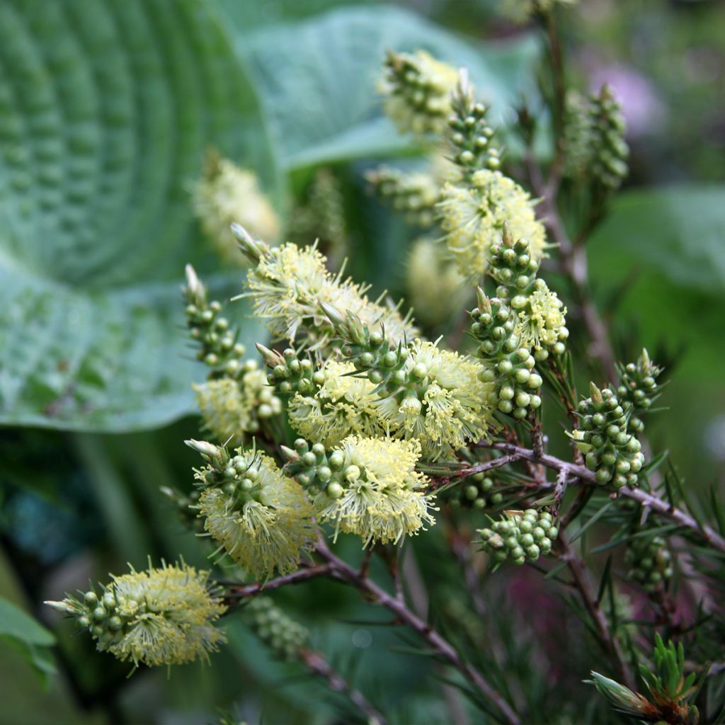 Callistemon pityoides Widdicombe Gem - Bottlebrush