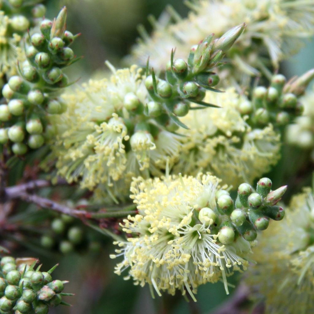 Callistemon pityoides Widdicombe Gem - Bottlebrush