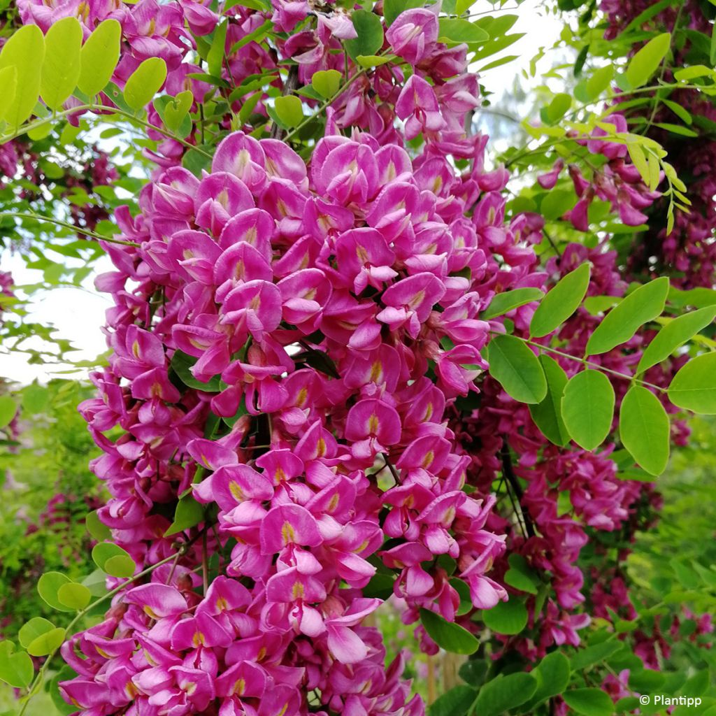 Robinia margaretta Georgia da Torino - Pink acacia