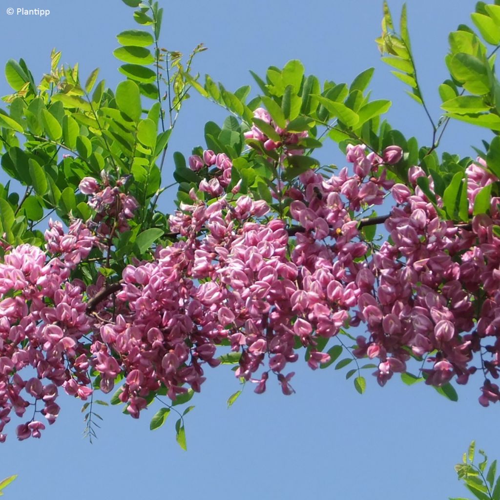 Robinia margaretta Georgia da Torino - Pink acacia