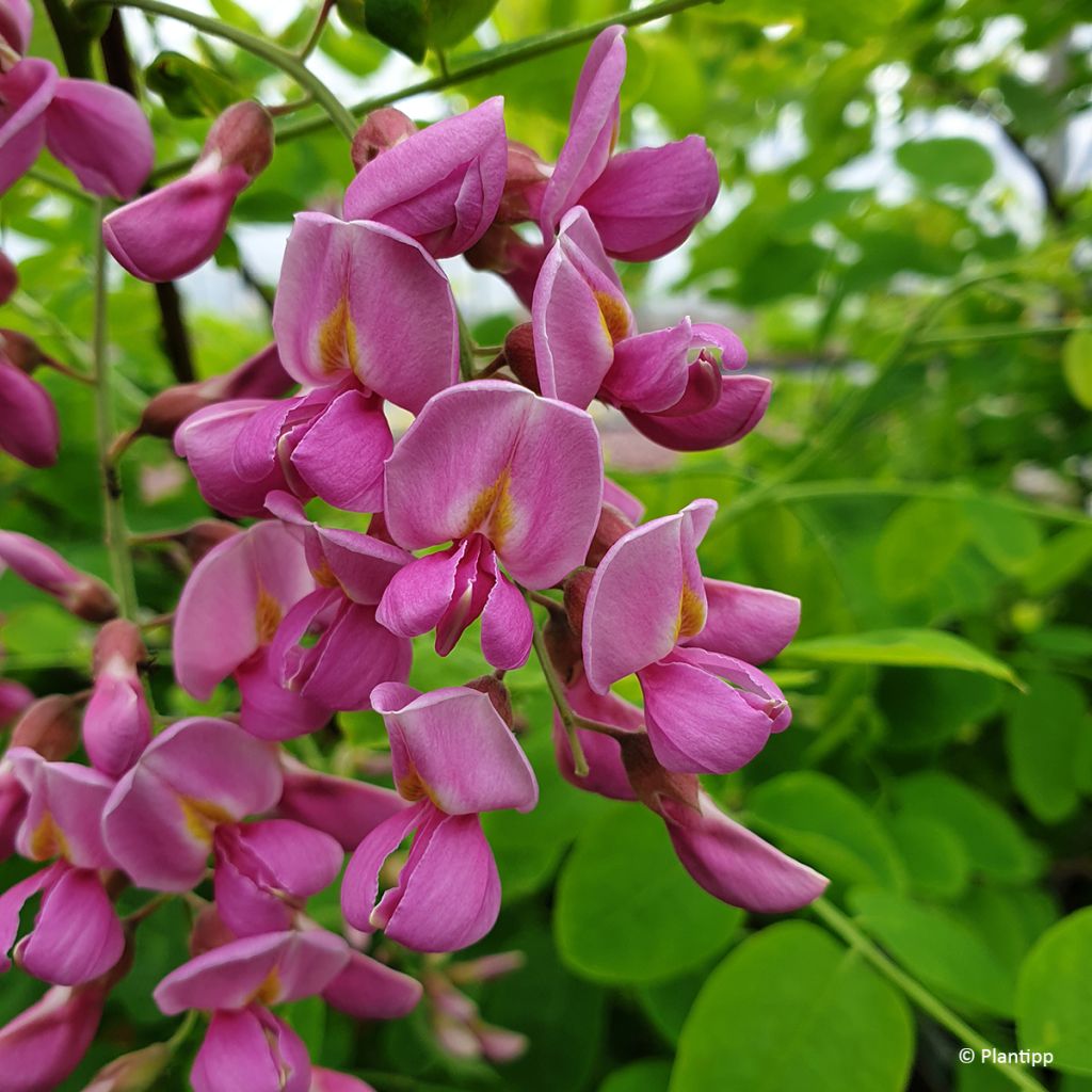 Robinia margaretta Georgia da Torino - Pink acacia