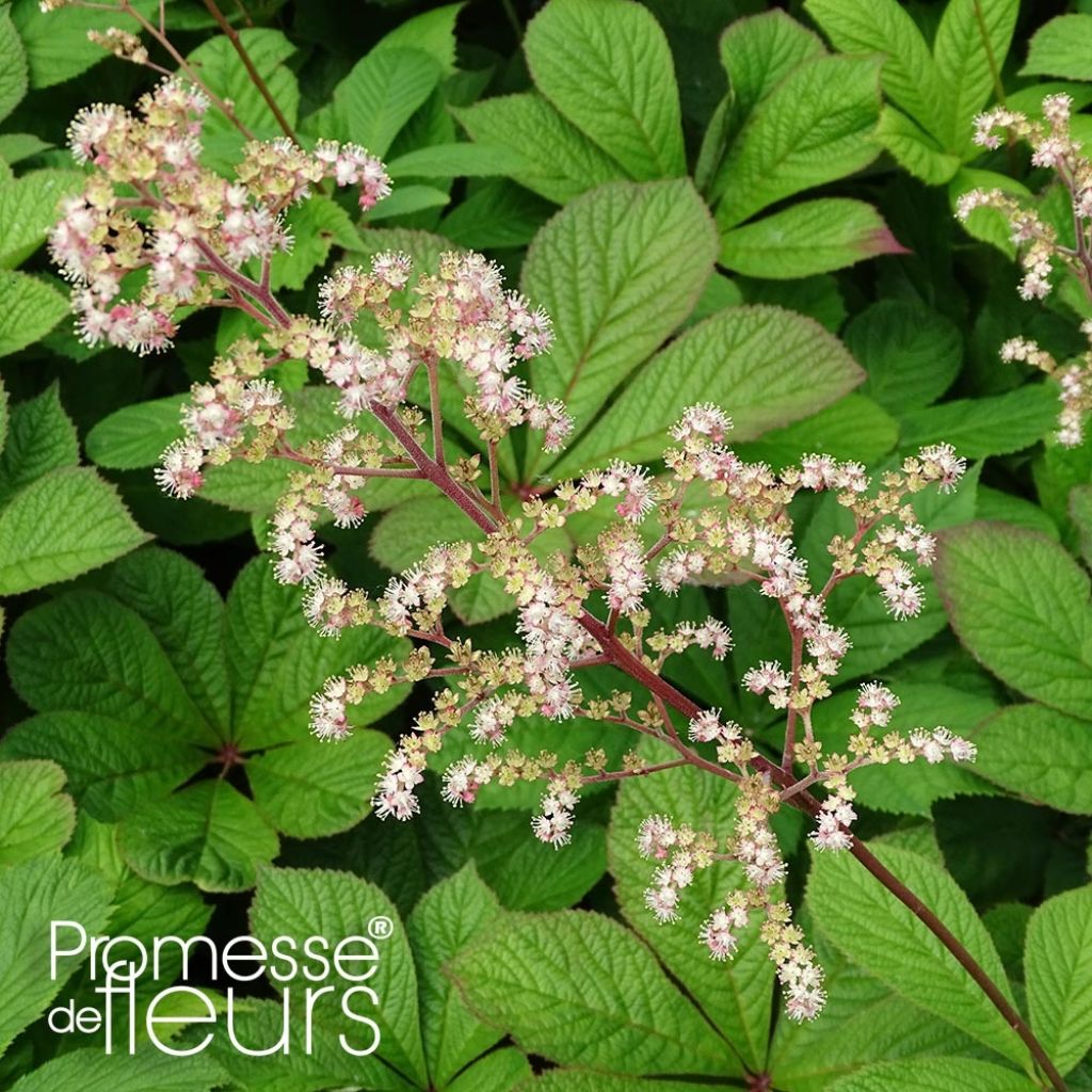 Rodgersia pinnata Hercules