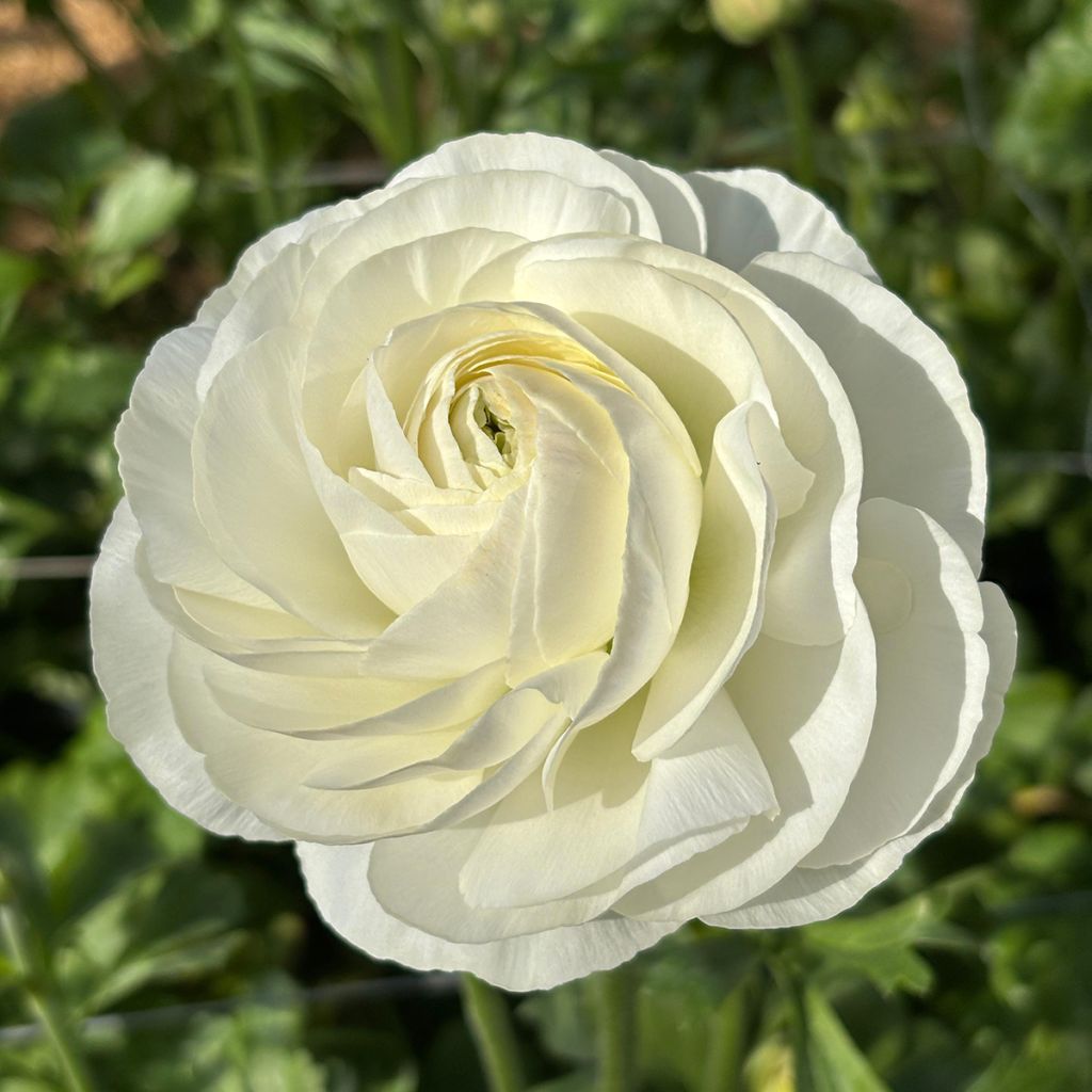 Ranunculus asiaticus Romance Courchevel® - Persian buttercup