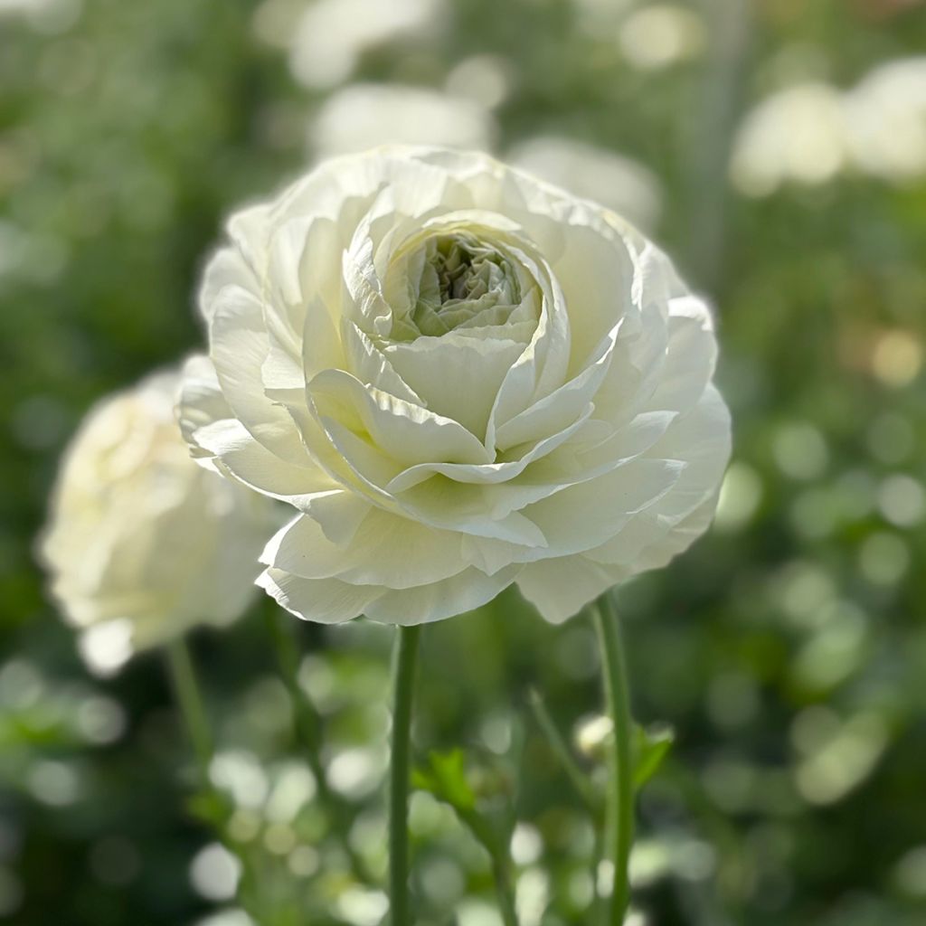 Ranunculus asiaticus Romance Montenvers® - Persian buttercup