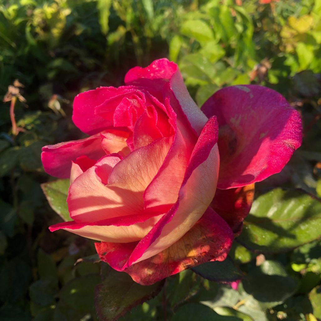 Rosa 'Bolshoi' - Hybrid Tea Rose
