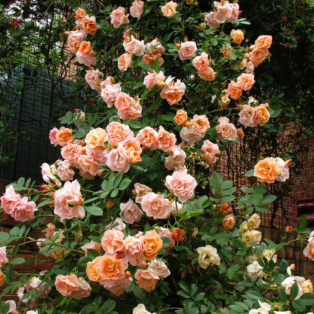 Rosa Above and Beyond - Climbing Rose